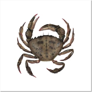 Green Crab Posters and Art